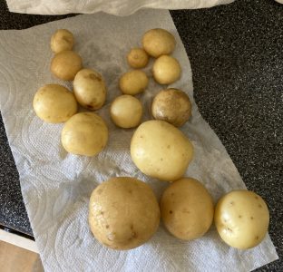 First potato harvest. Trying to grow more food at home.